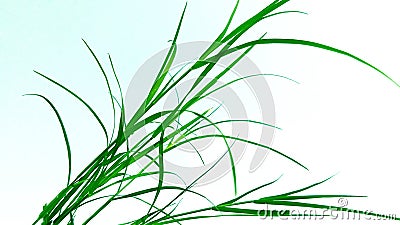 Cynodon dactylon dubh arugampul grass Stock Photo